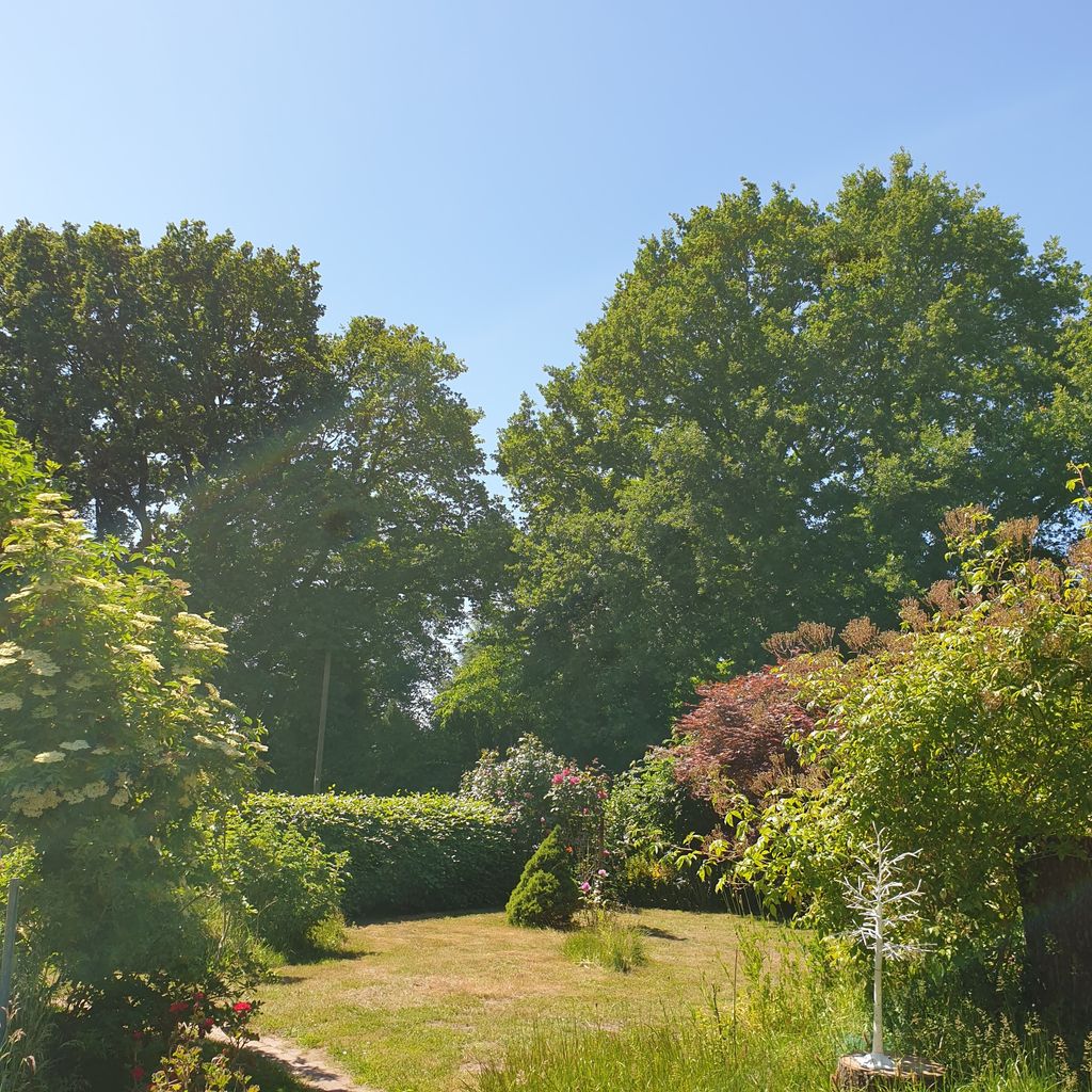 Idyllic place under oaks near the North Sea