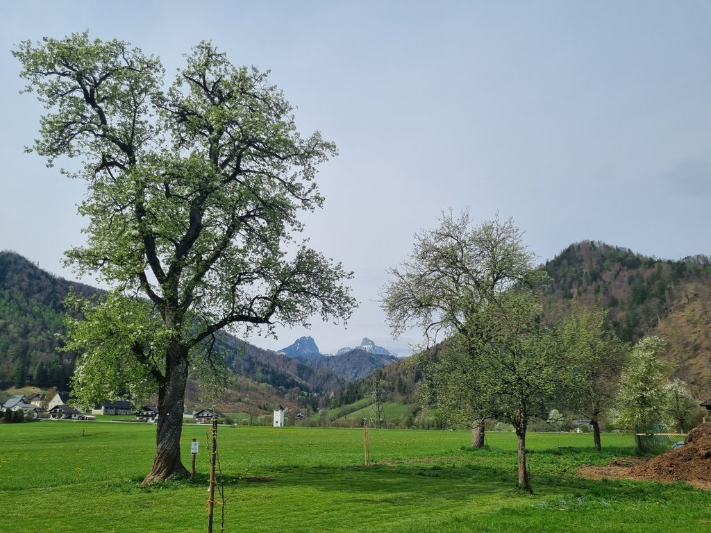 Mixed-fruit orchard
