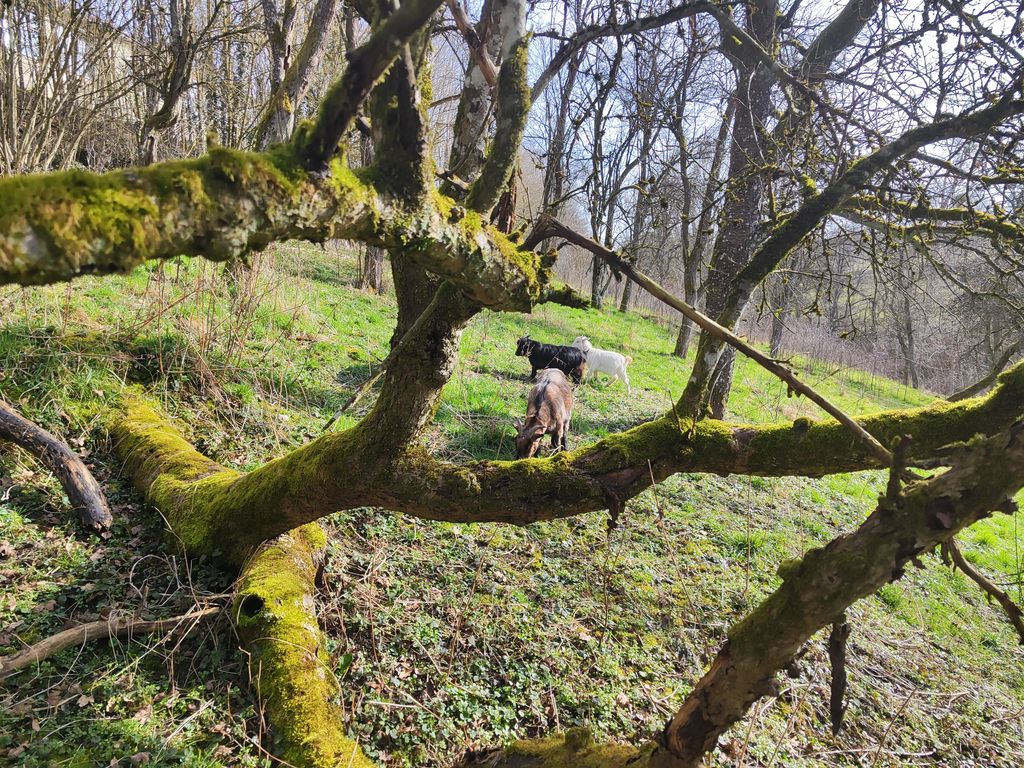 Under the walnut tree in the untouched Ettetal valley