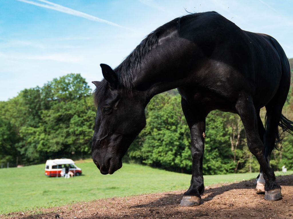 In the middle of the deer park Bavarian Forest