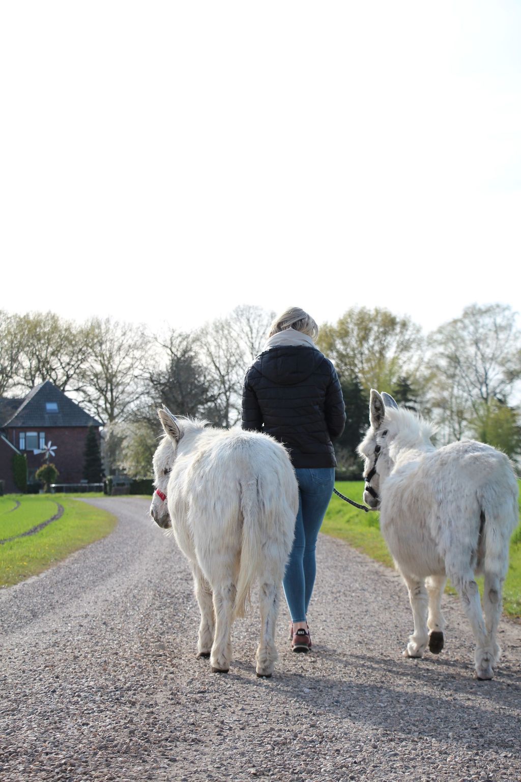 La casita en el bosquecillo