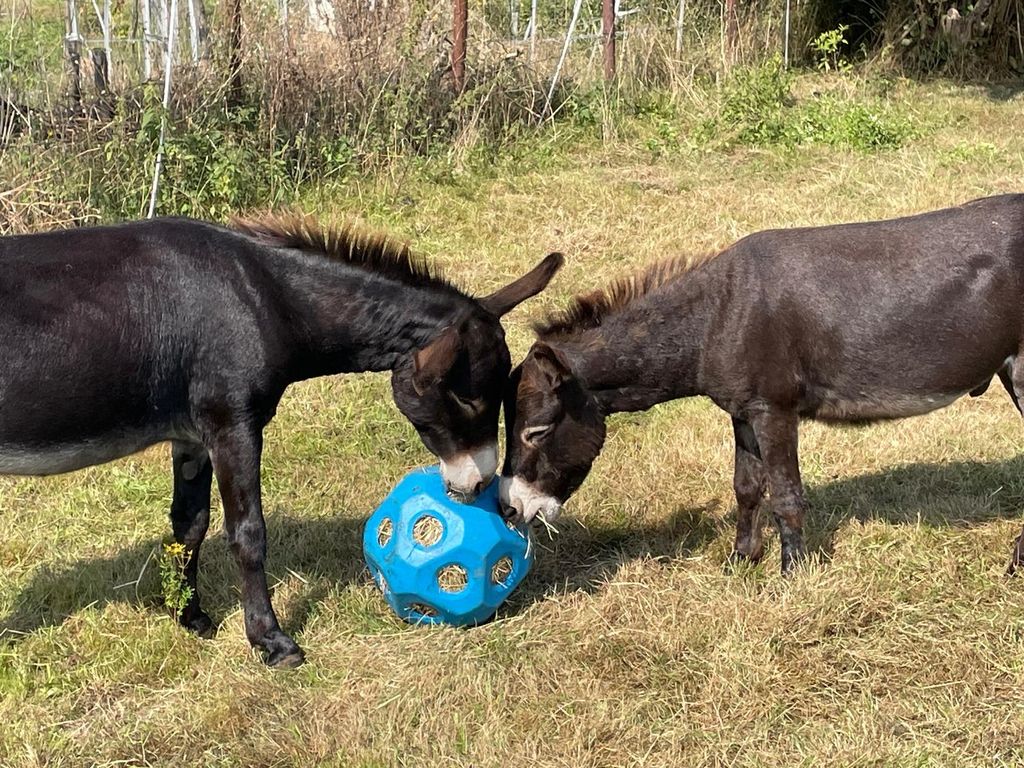 Aire de camping-car dans le Wendland avec des ânes