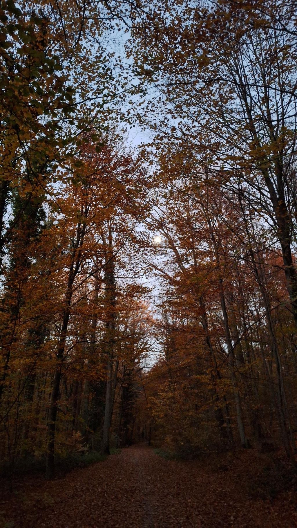 Mitten im Wald – Natur, Sauna & Sterne