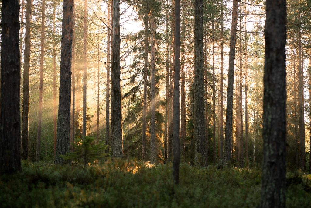 Bauernhof inmitten der schwedischen Natur 