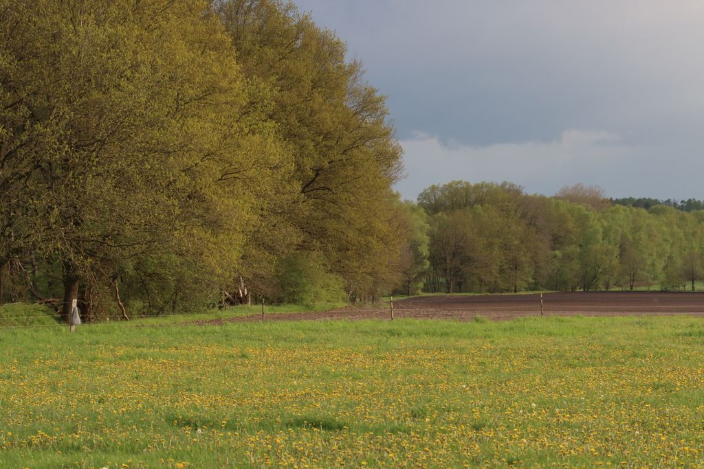 Pferdeweiden am Naturschutzgebiet Lüneburger Heide