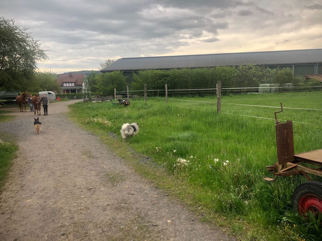 Andare in campeggio con il proprio cavallo