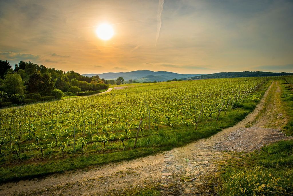 Pitch at the beautiful wine yard