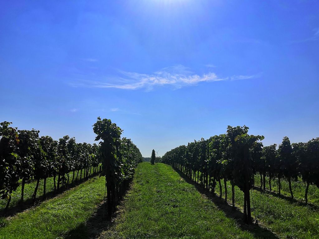 Campen im Weingarten