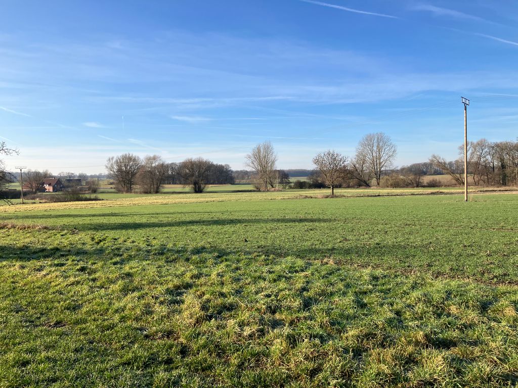 Tra i vecchi alberi da frutto nel prato