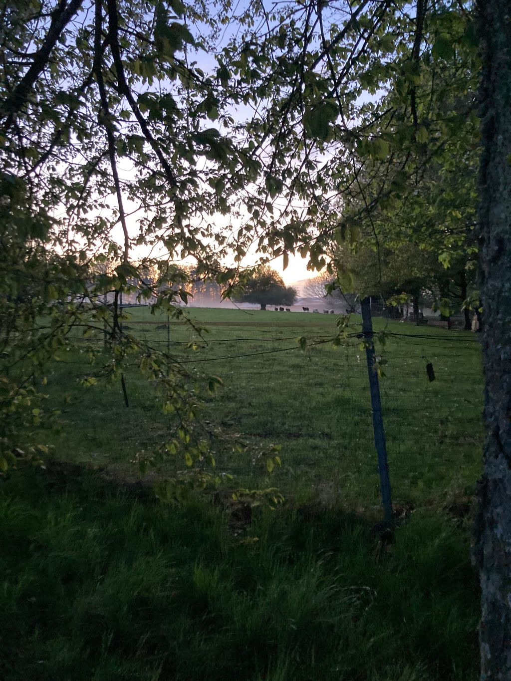 Tranquilidad idílica en el Tannenhof