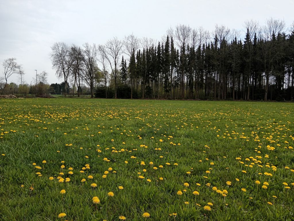 Wintermoor: An Idyllic Heathland Scene—The Heart of the Lüneburg Heath