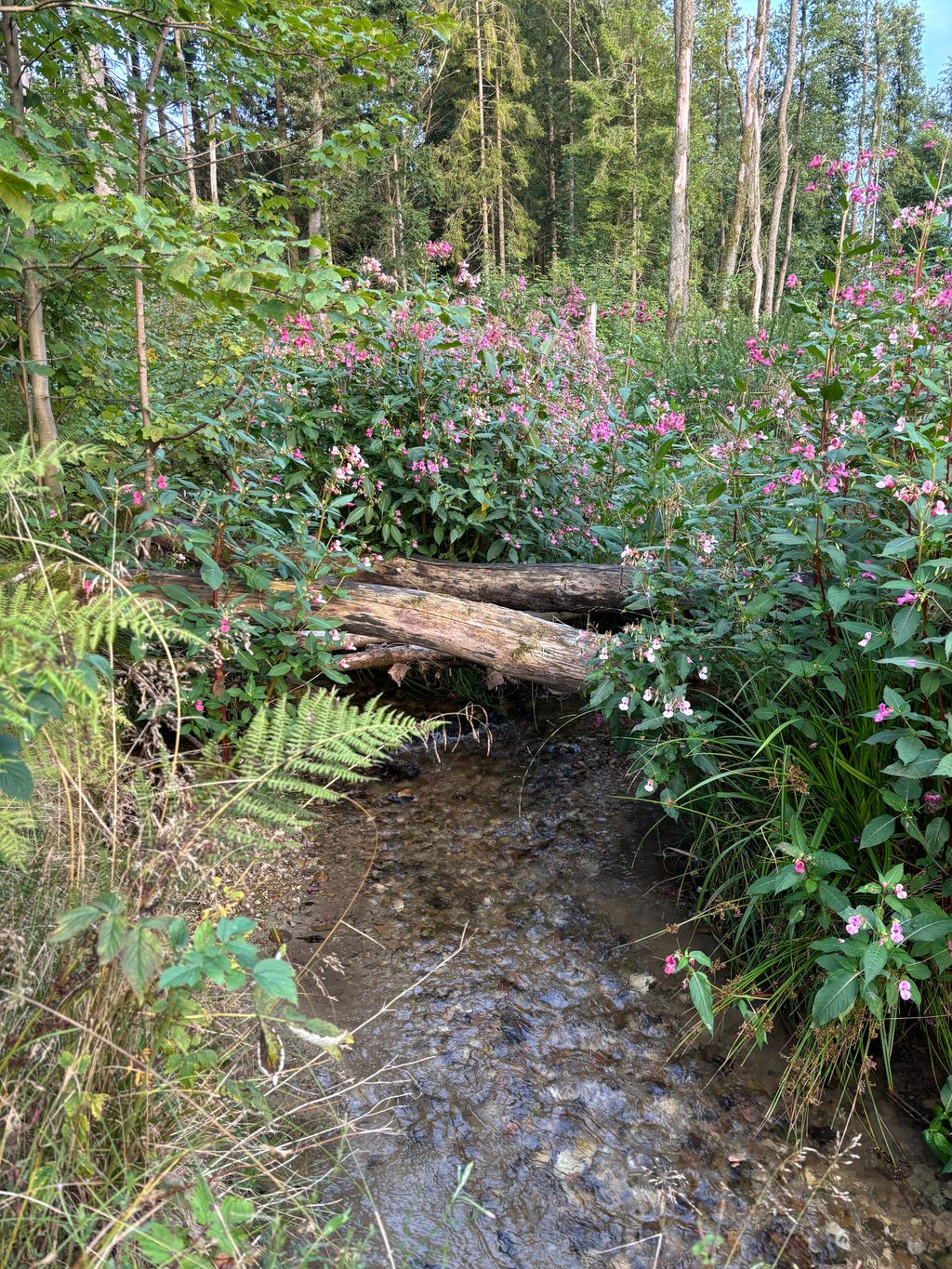Camping directly by the stream in an idyllic secluded location