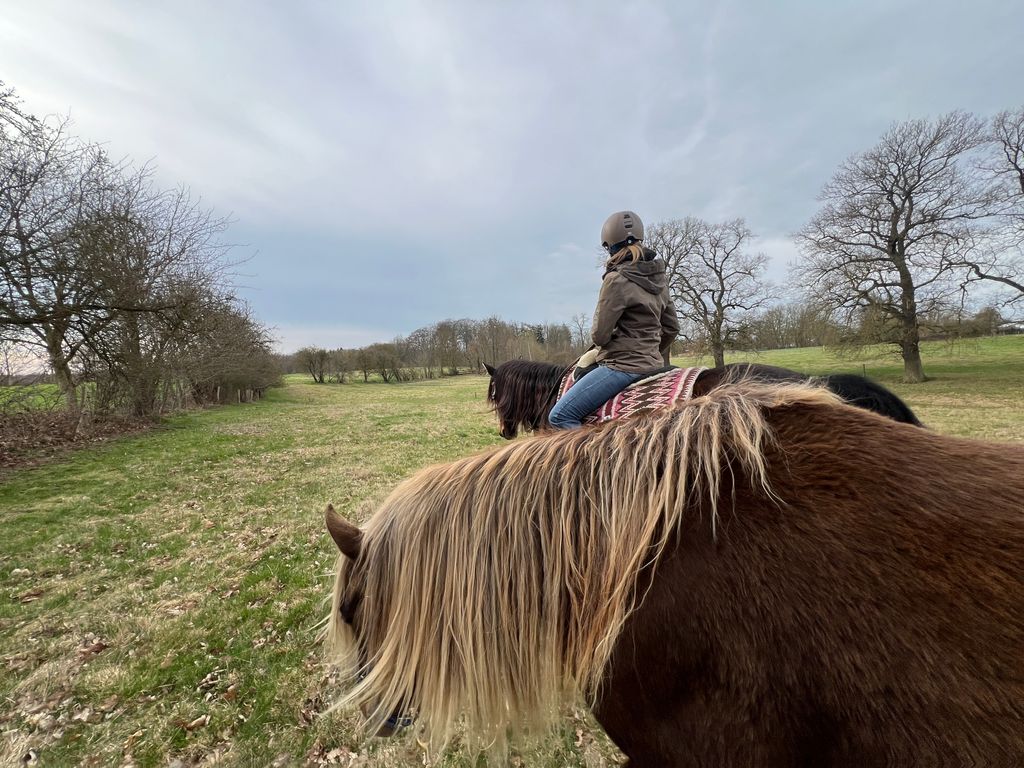 For purists – a nature experience among horses and cattle 