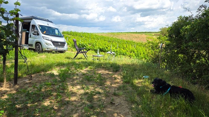 Acampar en el viñedo