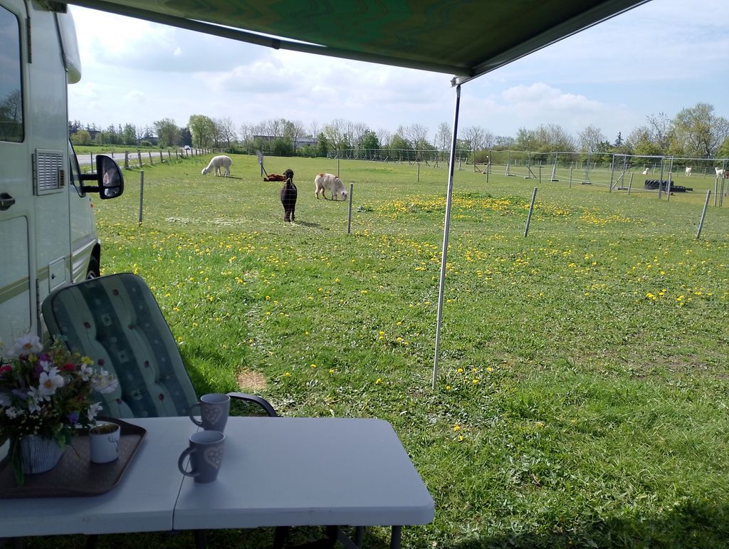 Fattoria di alpaca Soennebuell e vista del paddock
