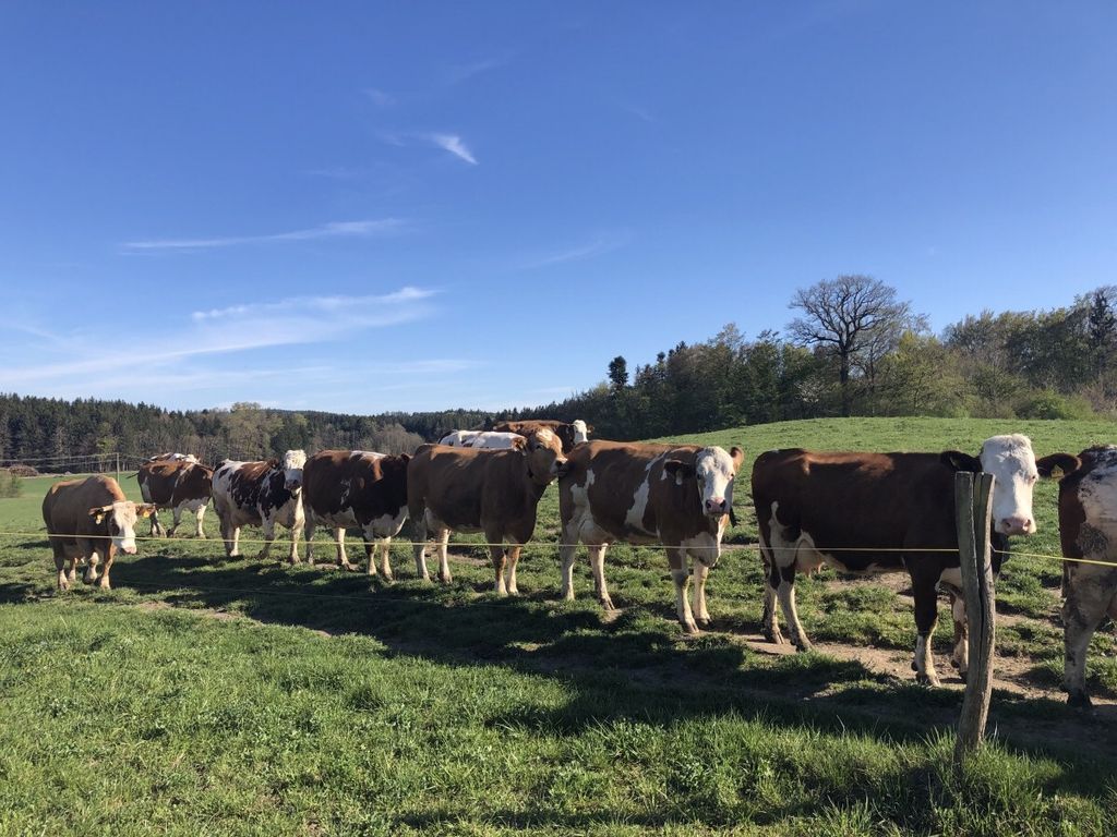 Tranquilla fattoria biologica in Chiemgau