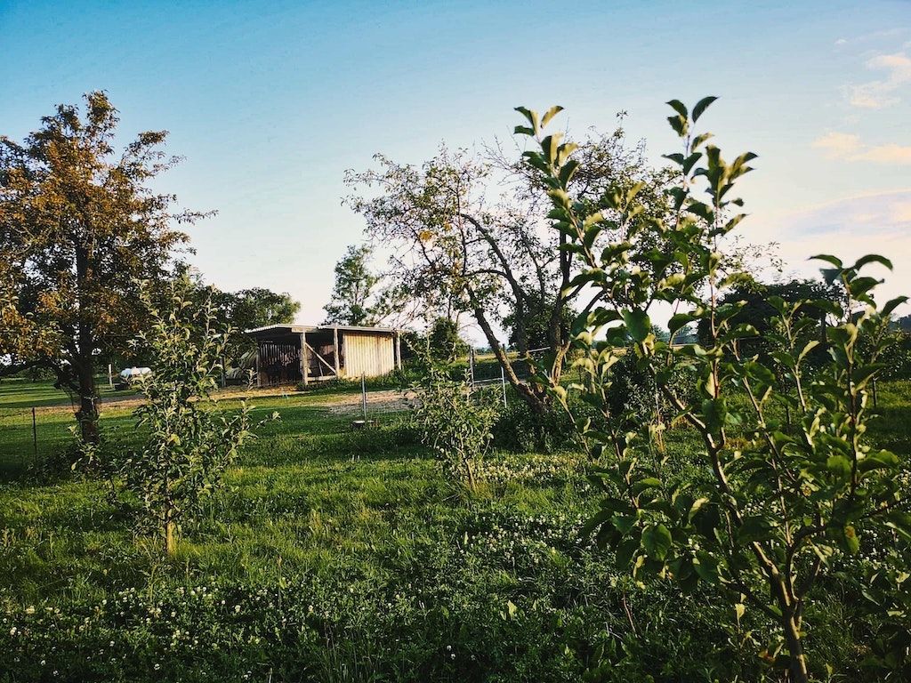 Obstgarten an der Pferdewiese 