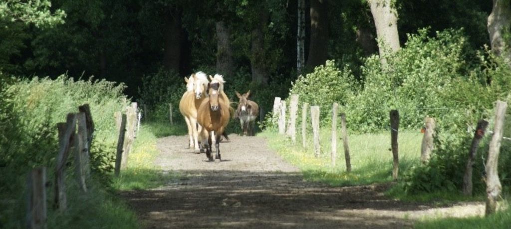 Farm camping—time out with animals and in nature