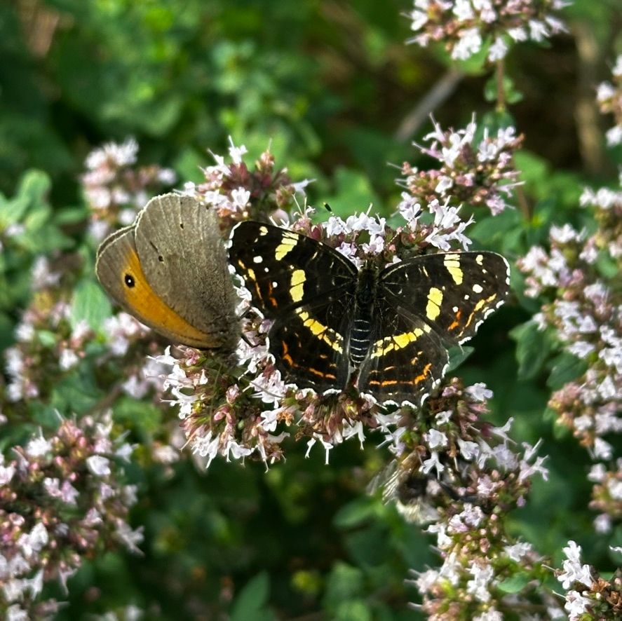 Iglucraft dans le parc naturel de Wendland, près de l'Elbe
