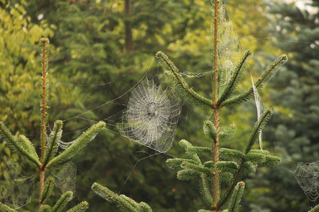 Stellplatz im Zauberwald mitten in der Natur