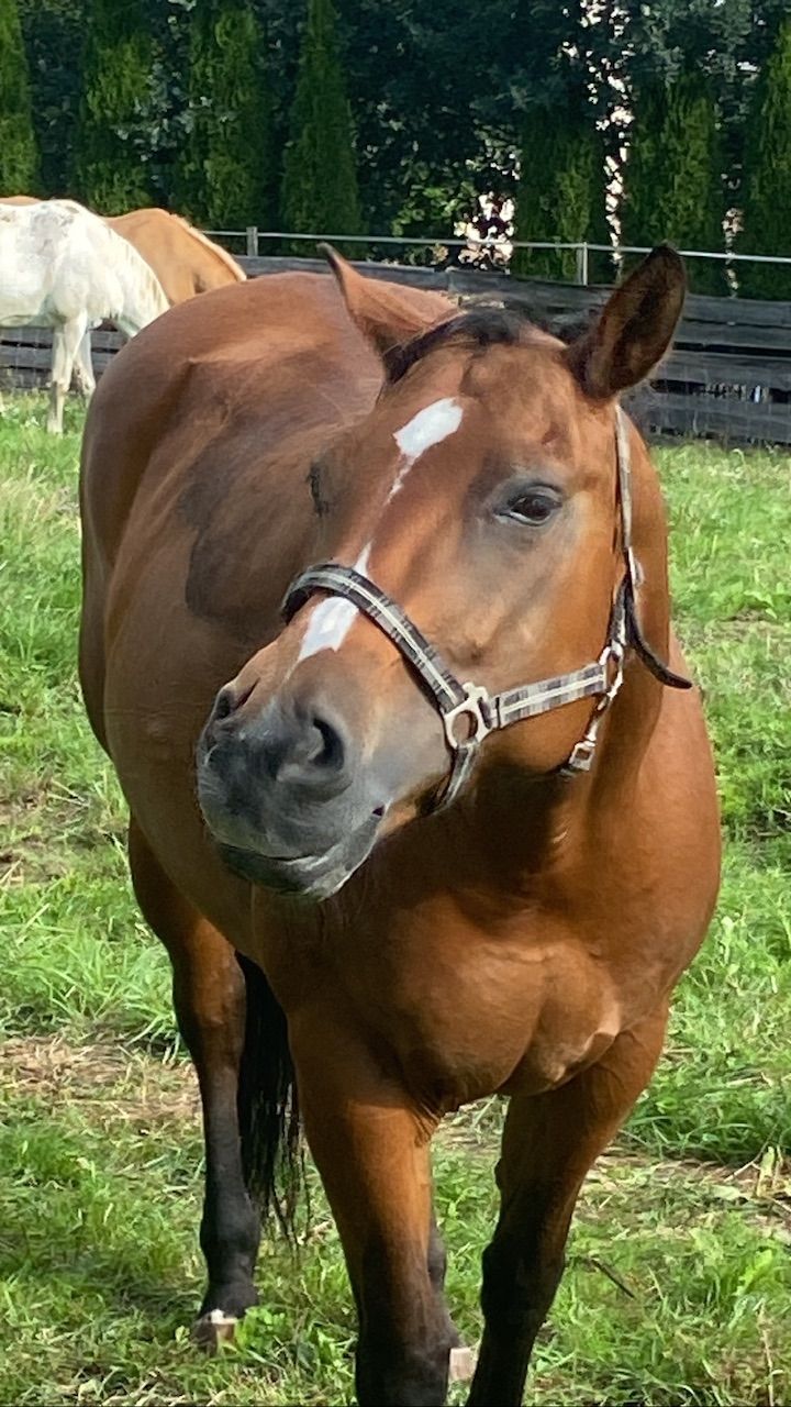 Sleeping in the open stable - pure nature