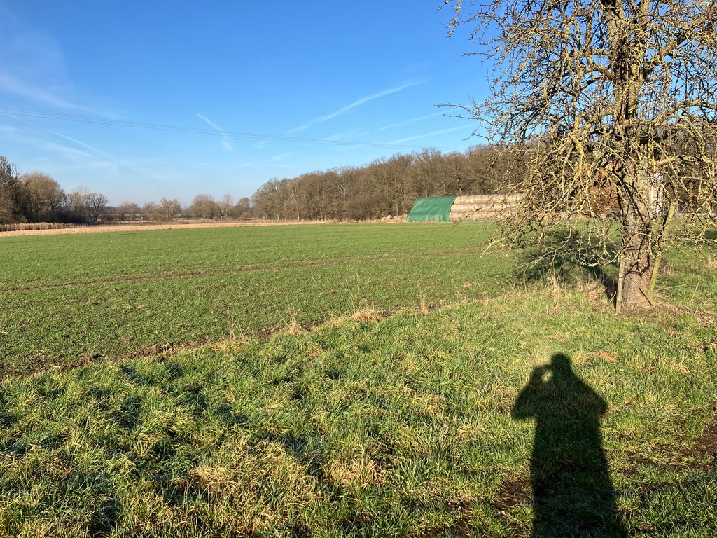 Tra i vecchi alberi da frutto nel prato