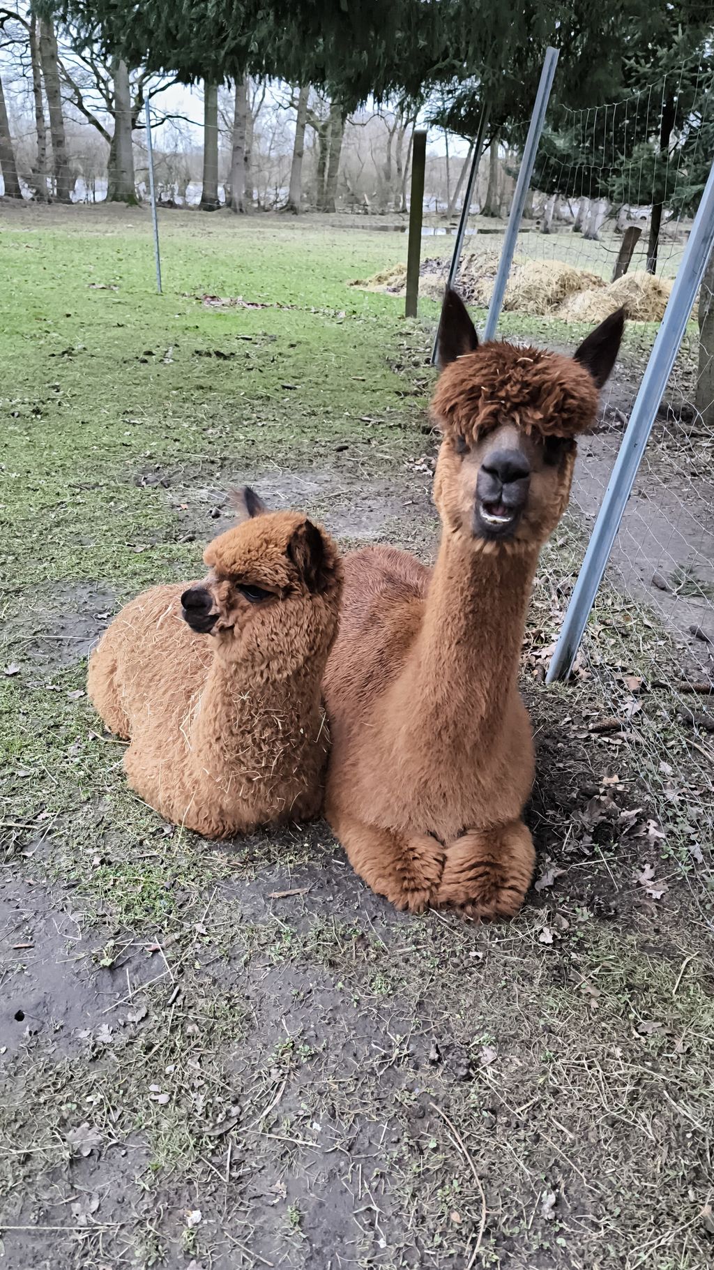  Disfrute y relájese en la granja de alpacas