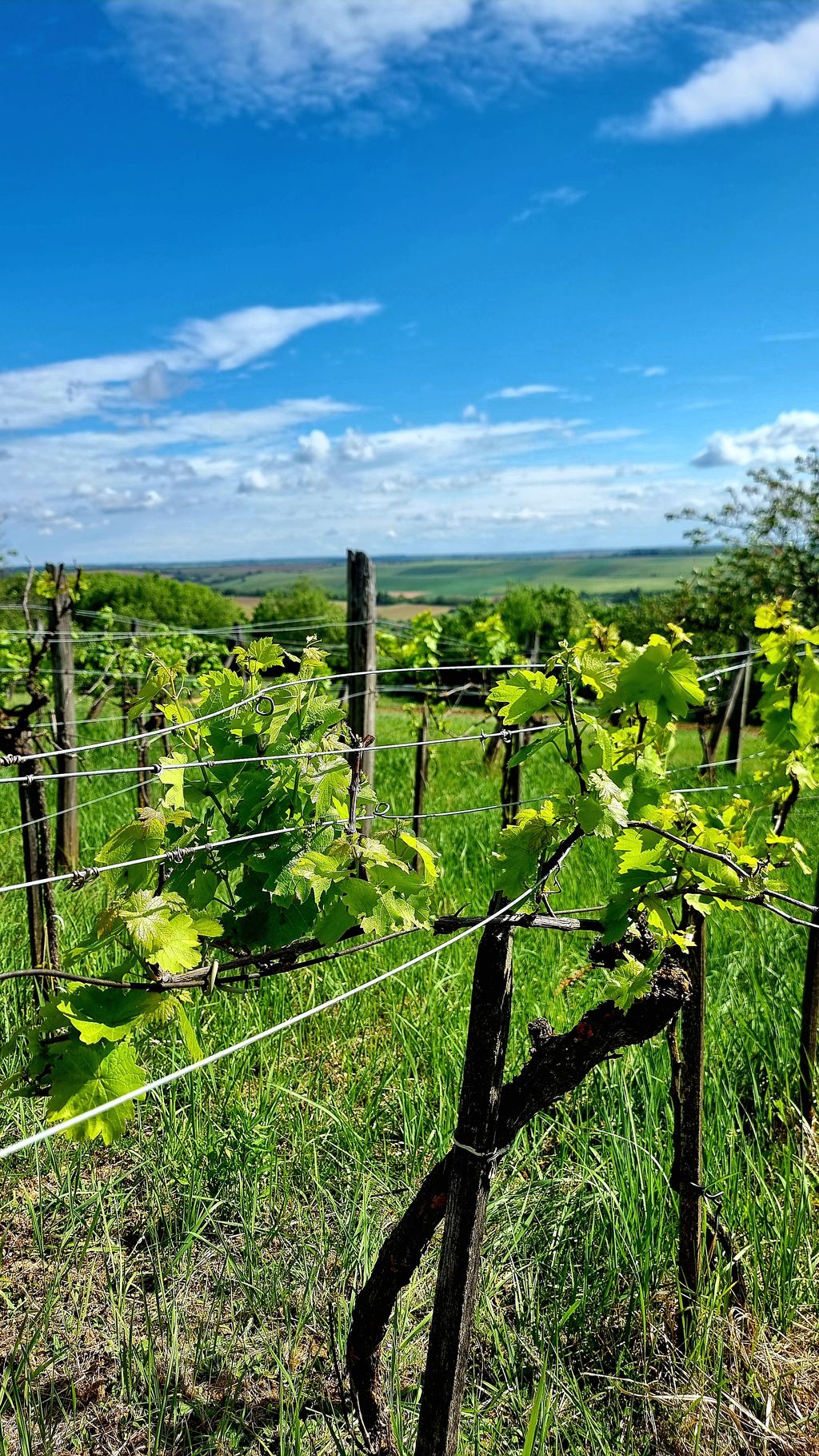 Stellplatz am kleinen Selbstversorgerhof 