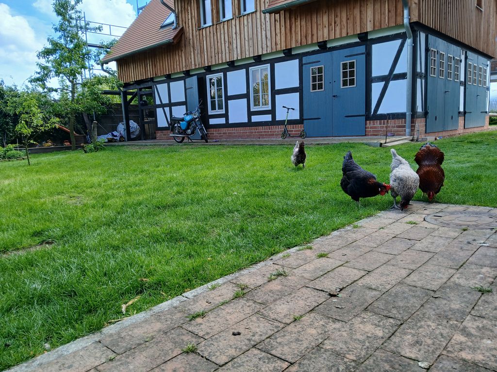 Prairie abritant une faune de petits animaux