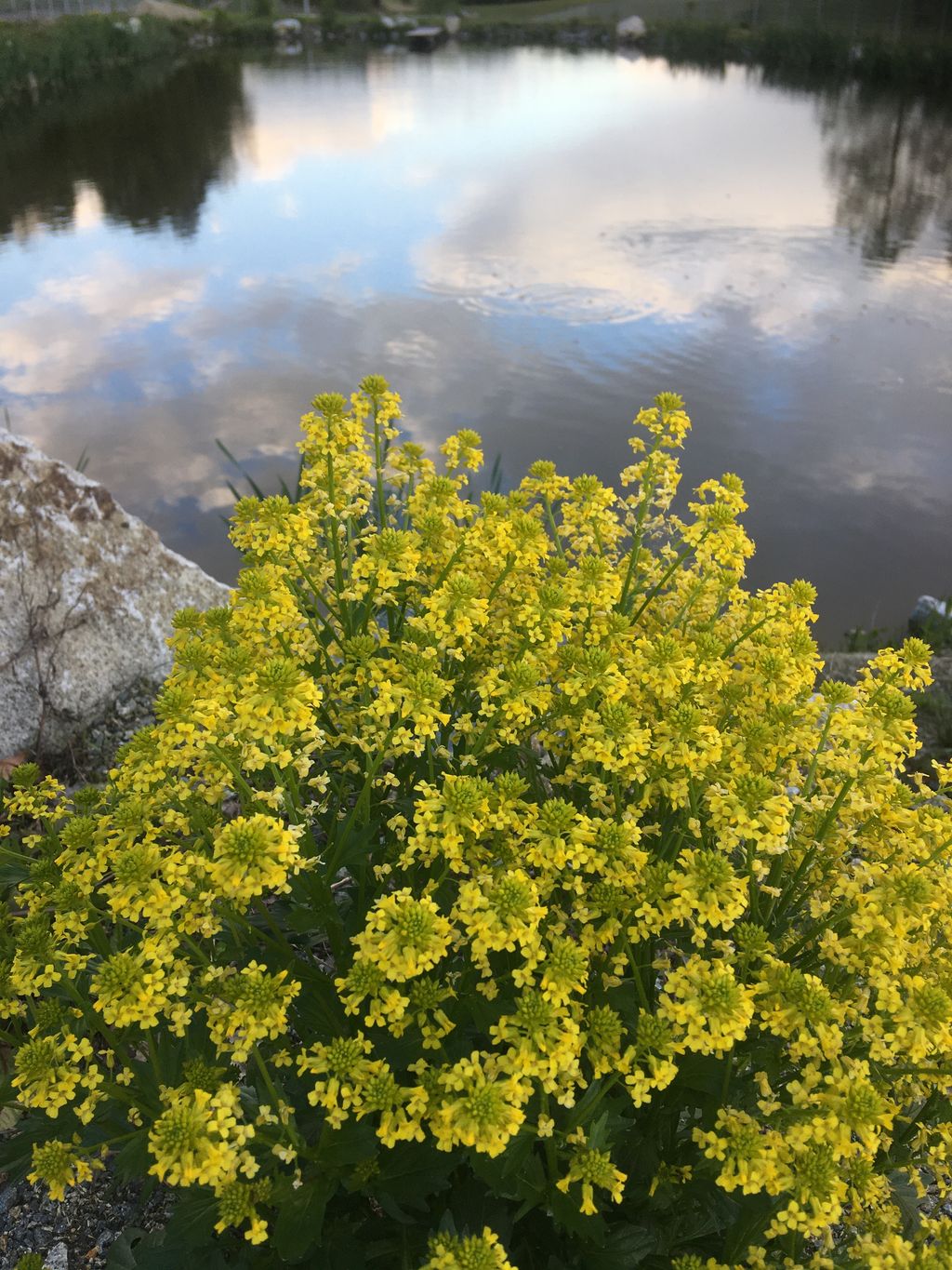 Wilde Heimat, malerische Anlage inmitten der Natur