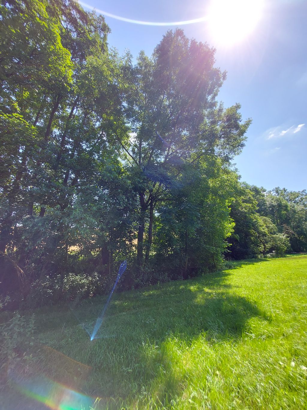 A quiet campsite on the edge of a forest and meadow