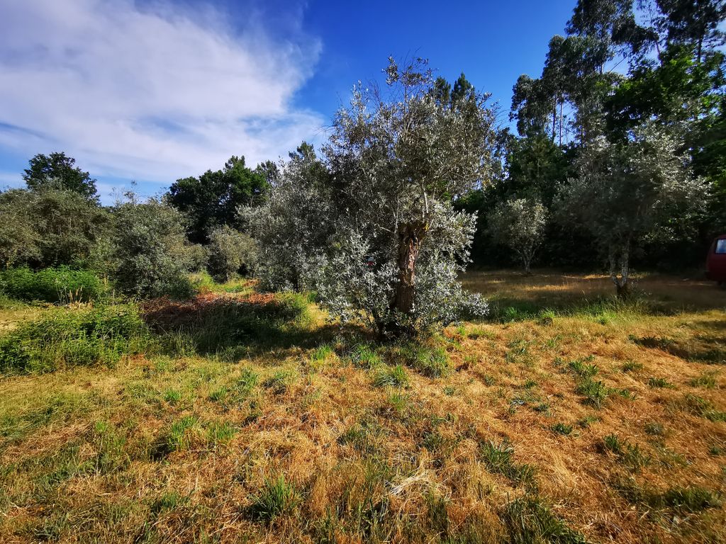 Dans le panier à olives