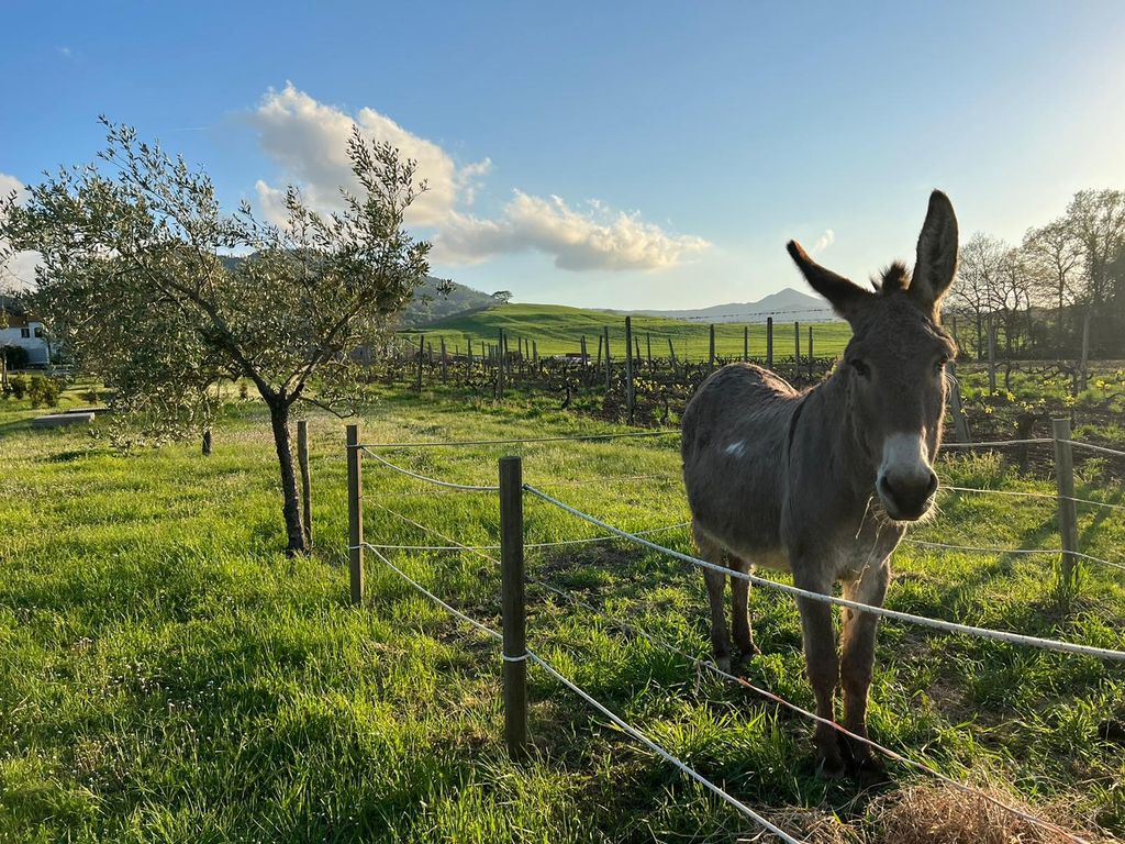 Relaxing camping in authentic Tuscan farmhouse