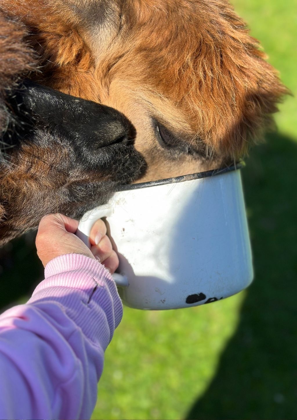 Acampada de alpacas en la granja