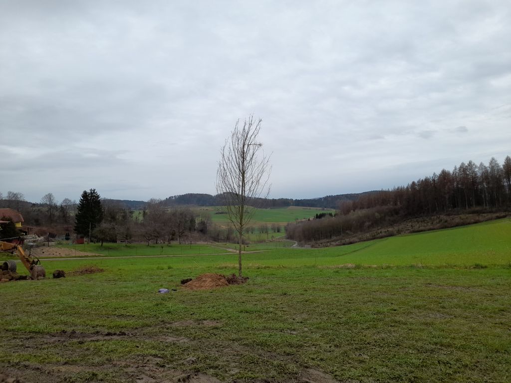 Pradera de ciervos con una maravillosa vista del valle