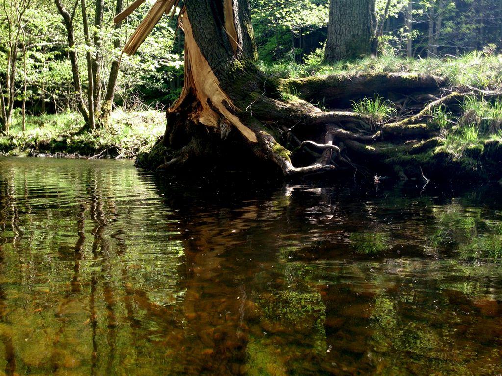 Paradies im Siebertal – Natur pur im Harz