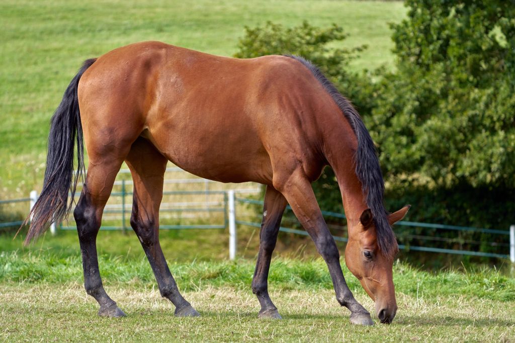 Rest farm in single location only 8 km to the Baltic Sea