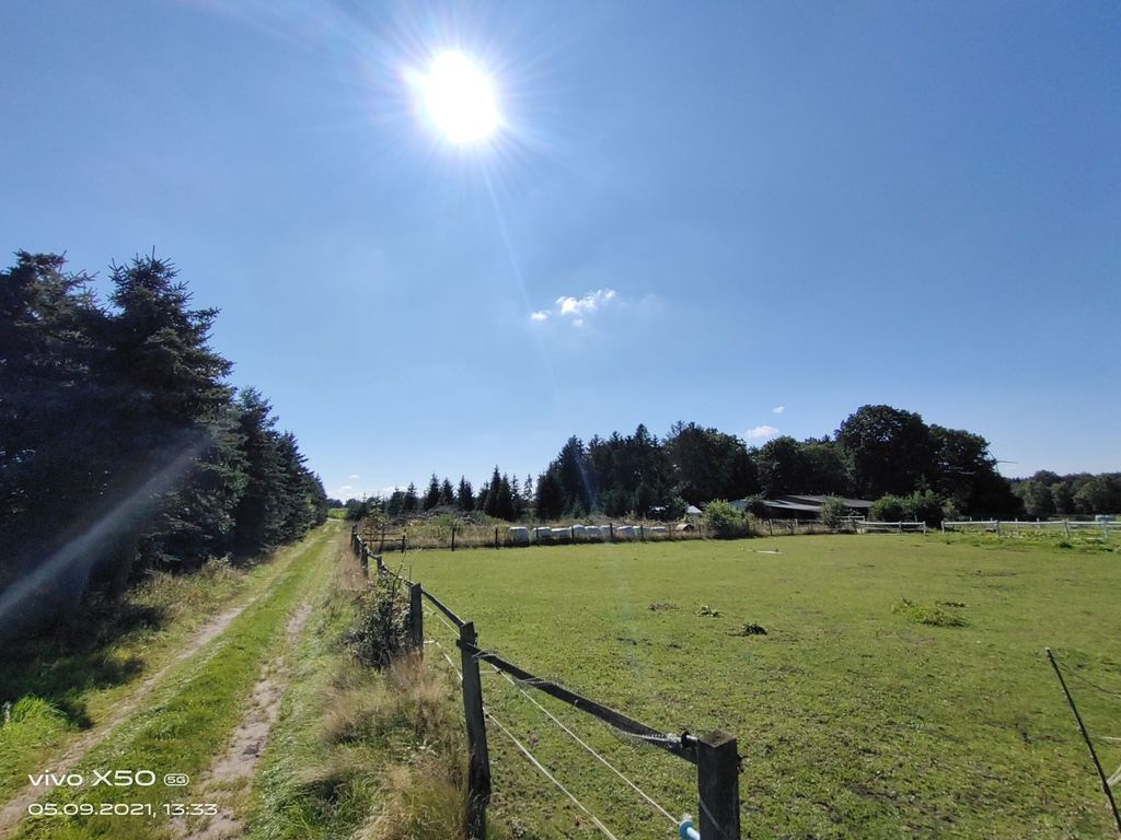 Heidjer Ruhe en las landas de Luneburgo
