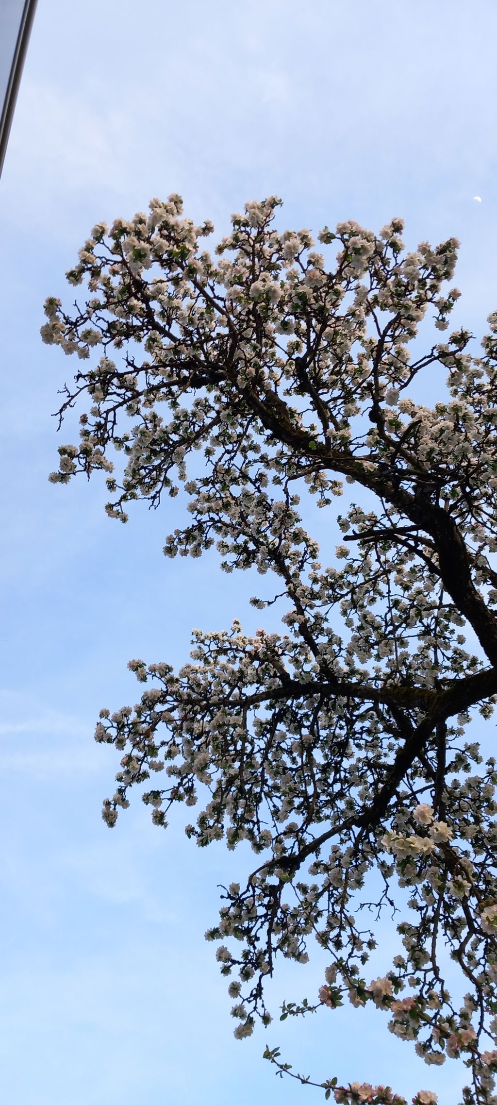 Alleinlage auf der Obstwiese mit Wald & Bach Blick