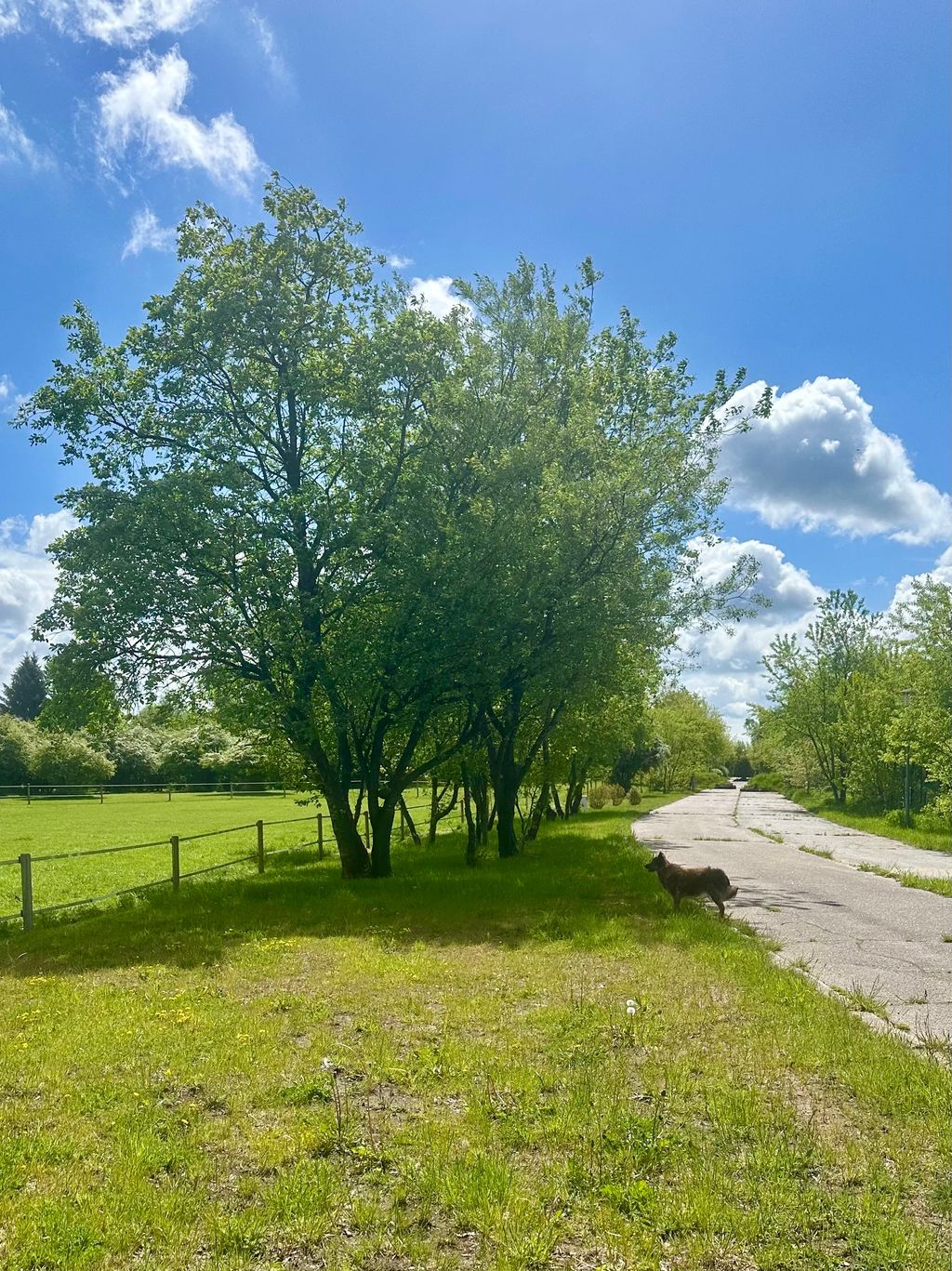 Jadelund: Ruhiger Stellplatz auf der Pferdefarm