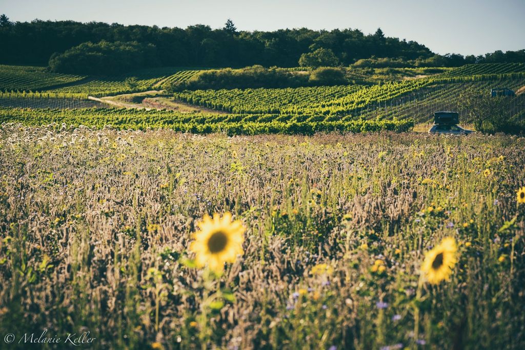 Domaine viticole dans les vignobles