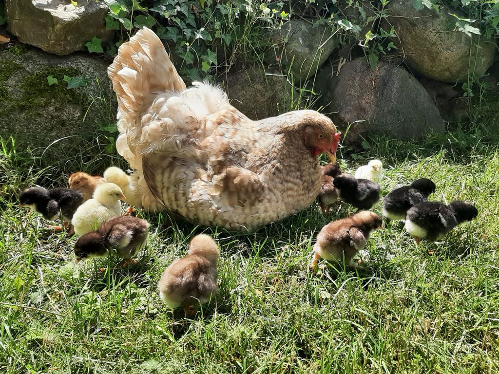 Spend the night on our farm by the pond
