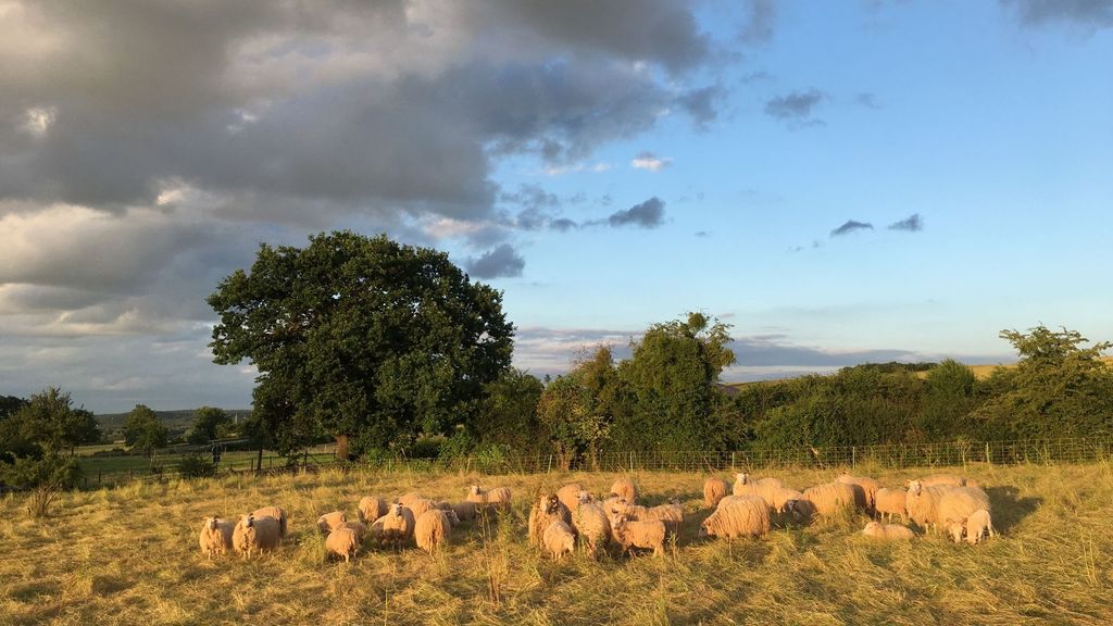 Natur pur - zusammen mit den Heidschnucken Campen