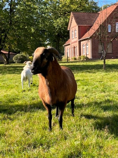 On the heath between sheep and vegetable patch