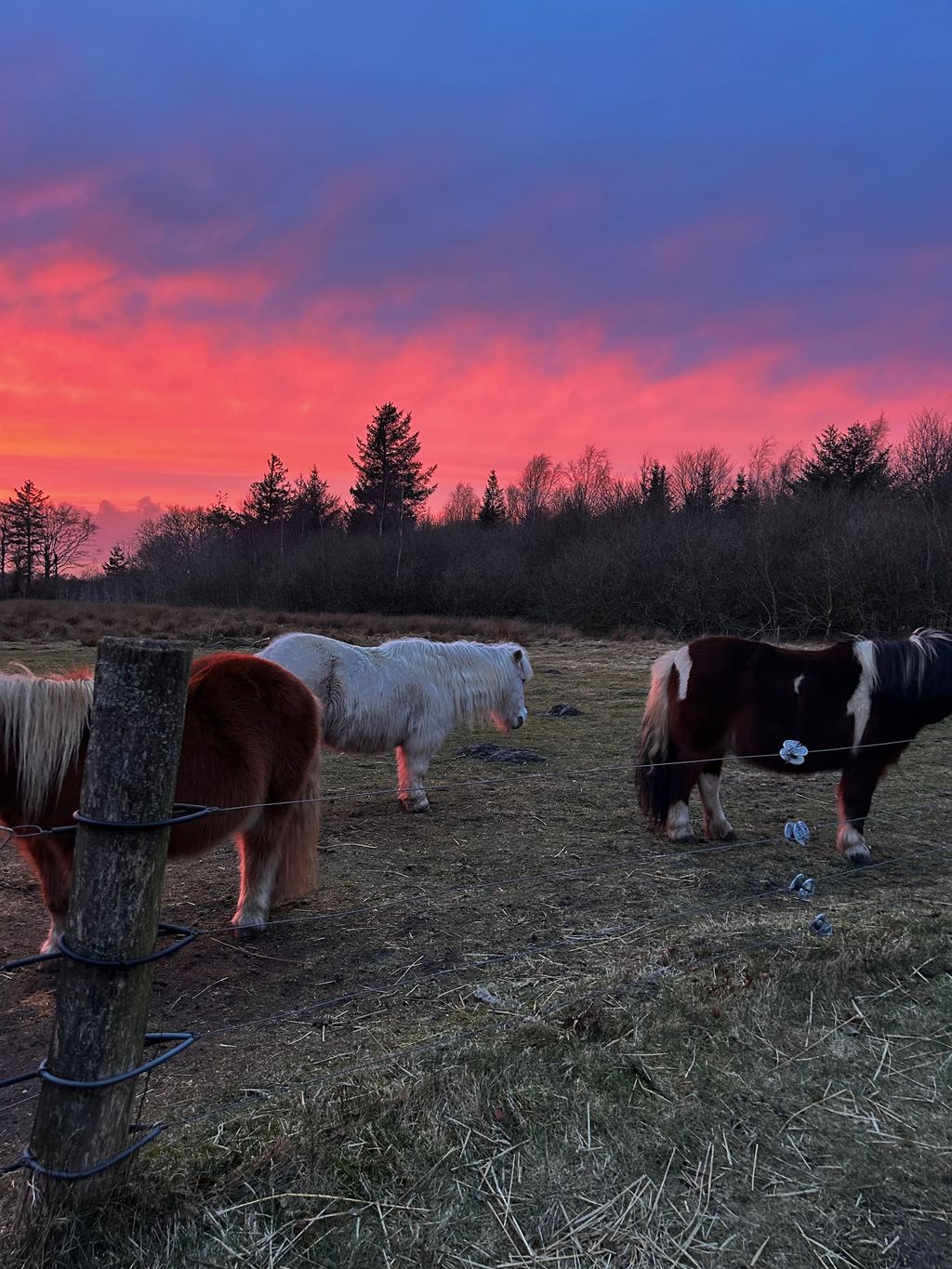 Vacation on a farm in Denmark