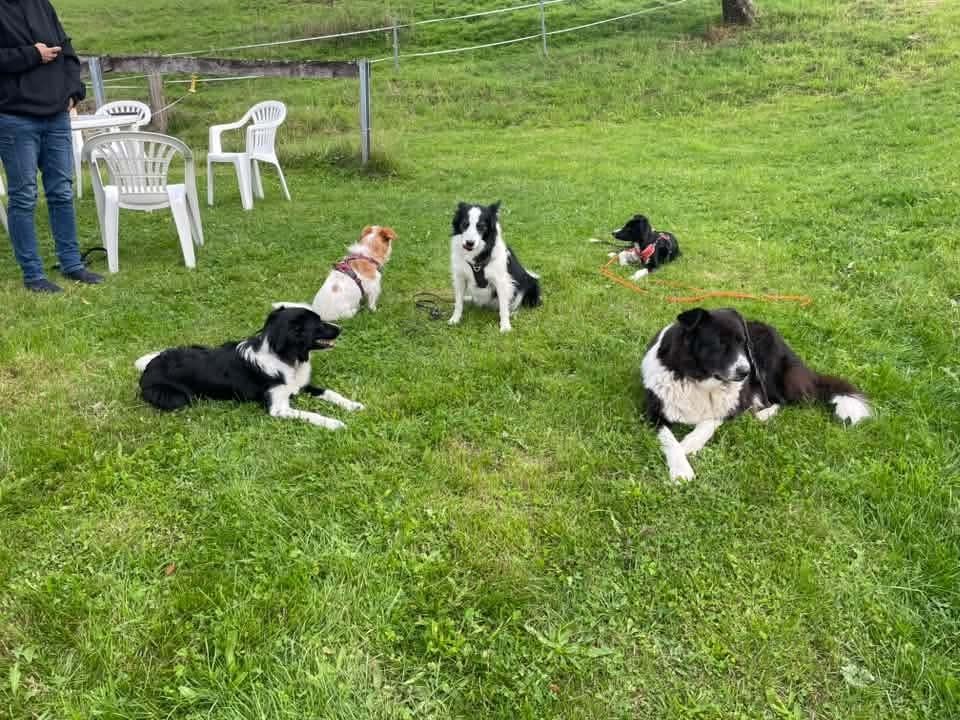 I cani sono i benvenuti; se necessario, è obbligatorio tenere il cane al guinzaglio!