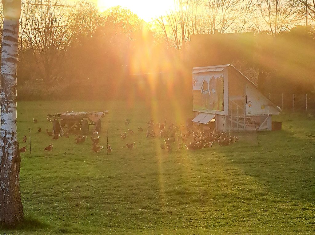 Campamento con tienda en la granja: Relajarse en plena naturaleza