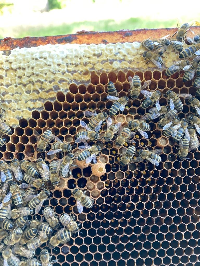 Iglucraft dans le parc naturel de Wendland, près de l'Elbe