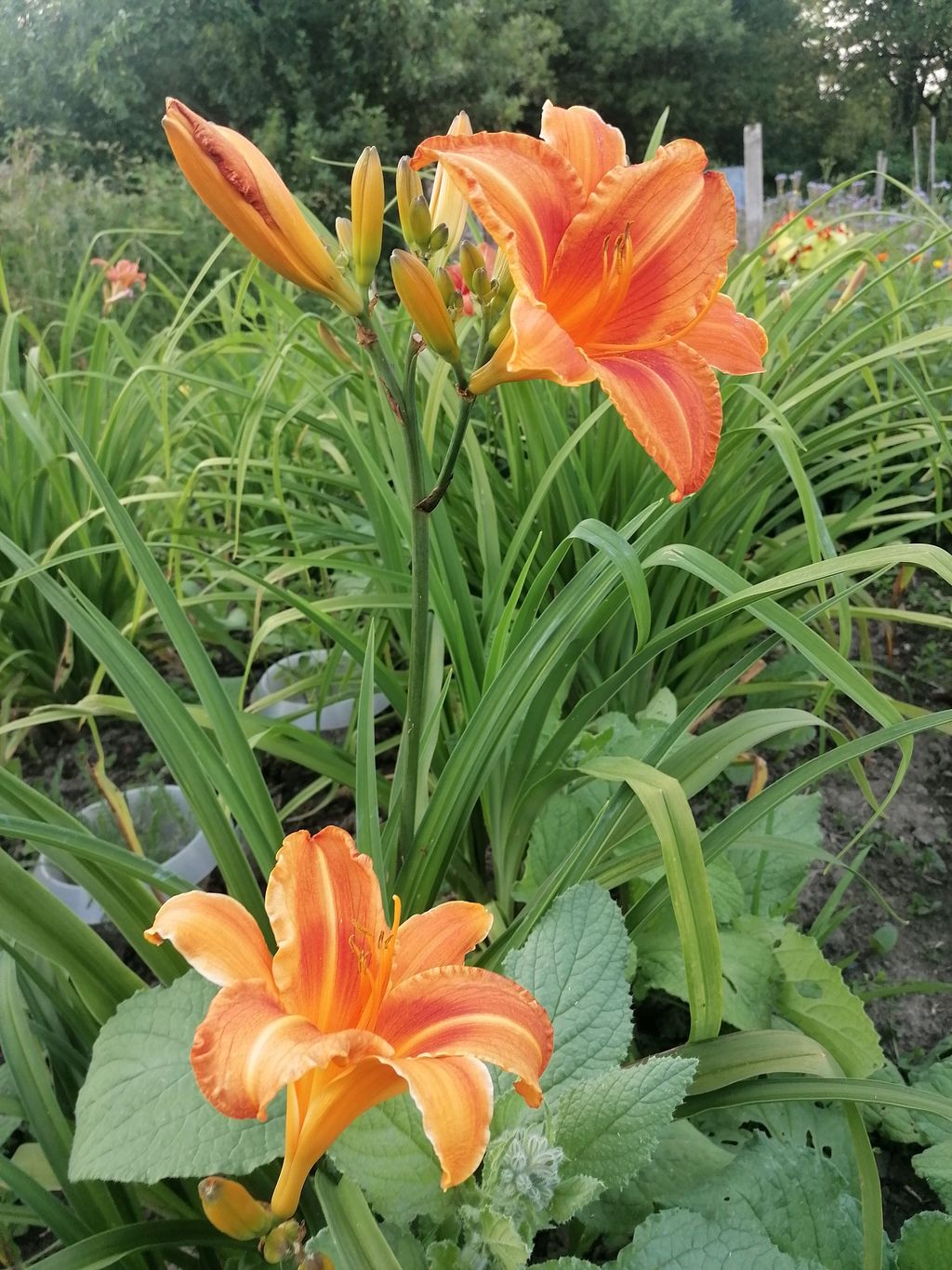 Schlafen zwischen Obstbäumen & Gemüsebeeten