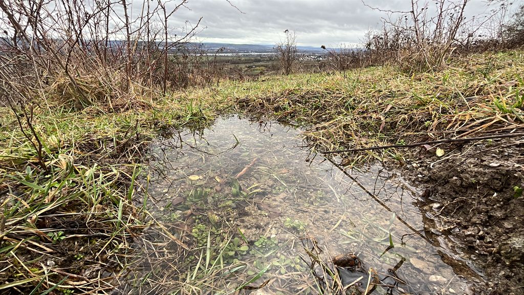 Steinberg Kuhweide in Rheingau